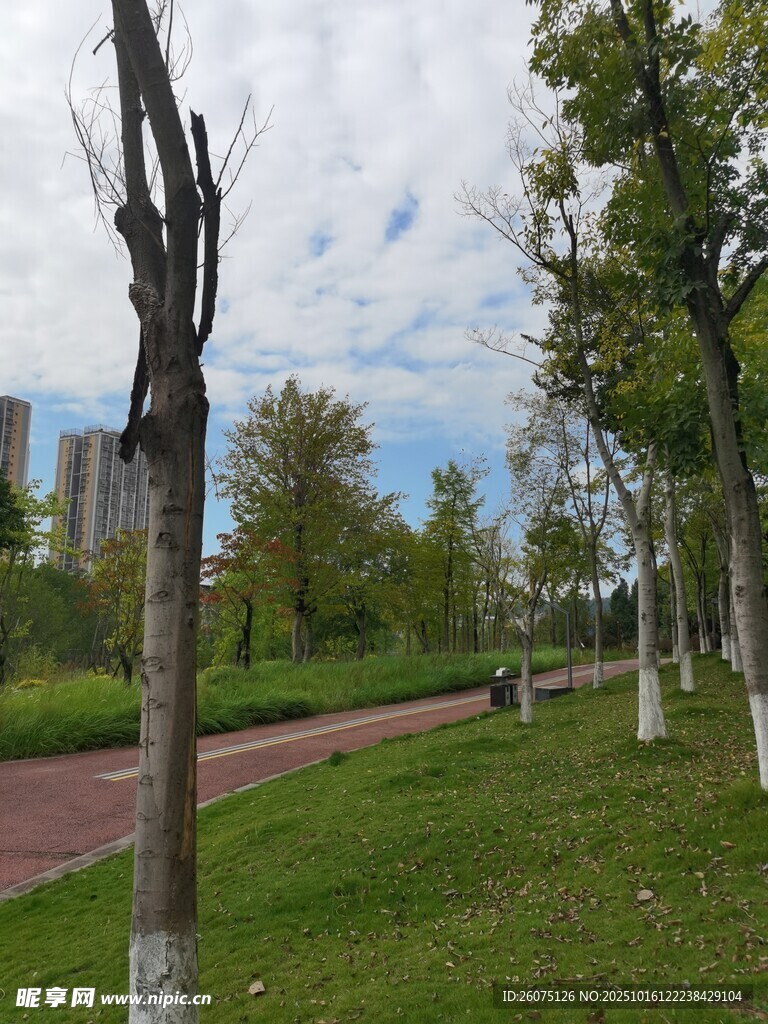 城市公园中的树木与绿地