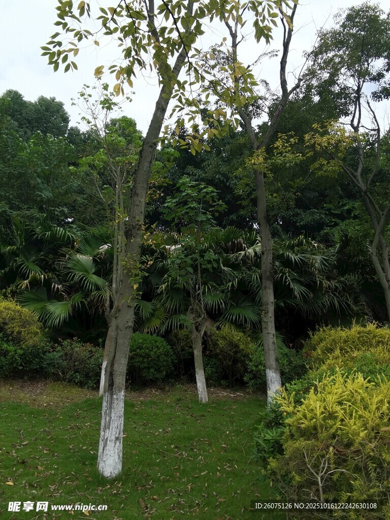 园林绿树草坪景观
