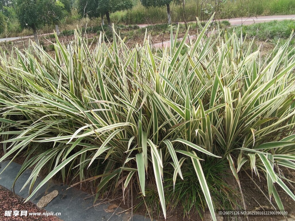 金边麦冬植物景观