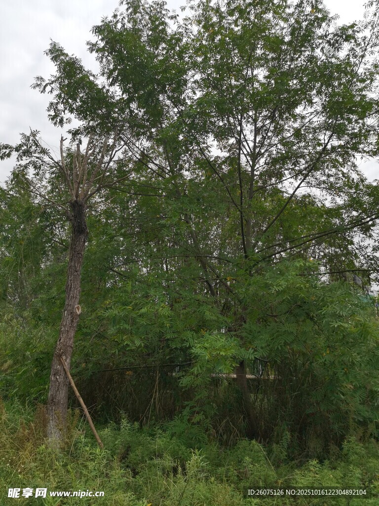 茂密树林中的绿意景象
