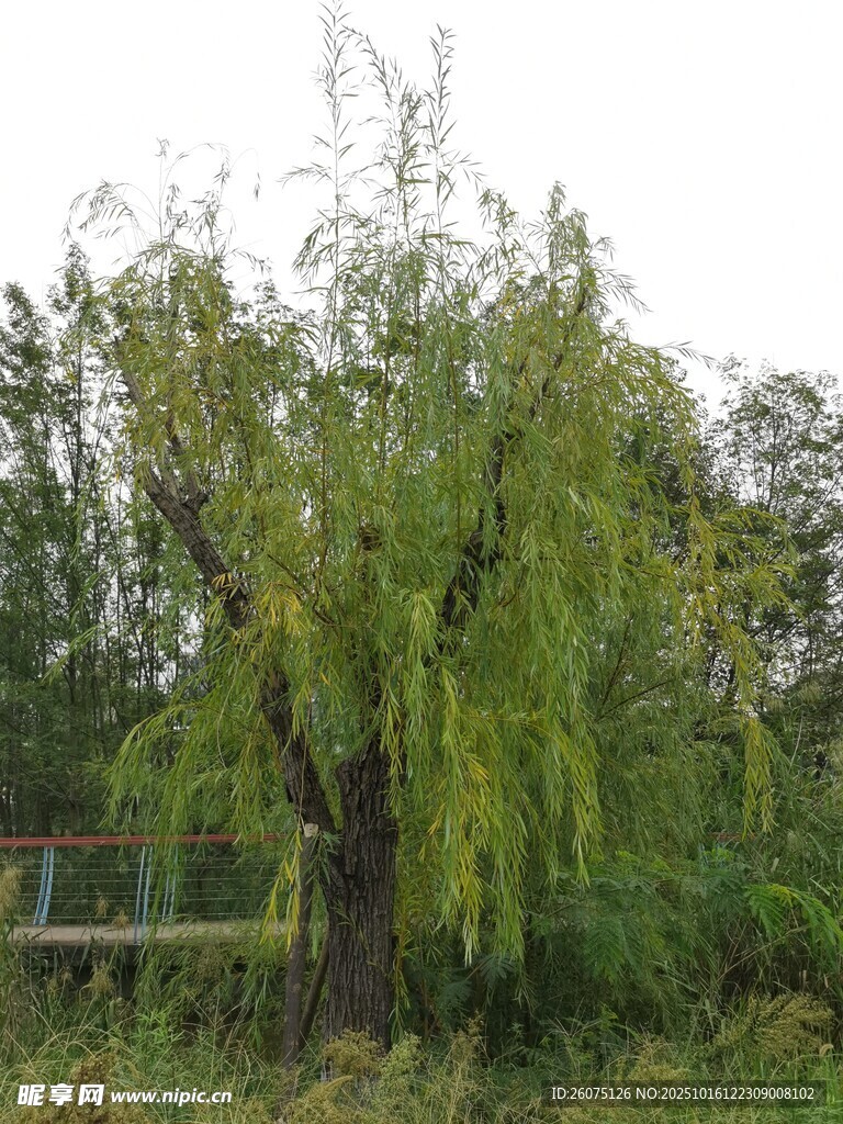 垂柳依依尽显自然之美