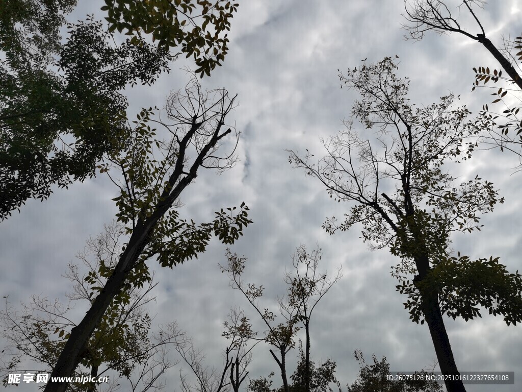仰视树林与天空的景致