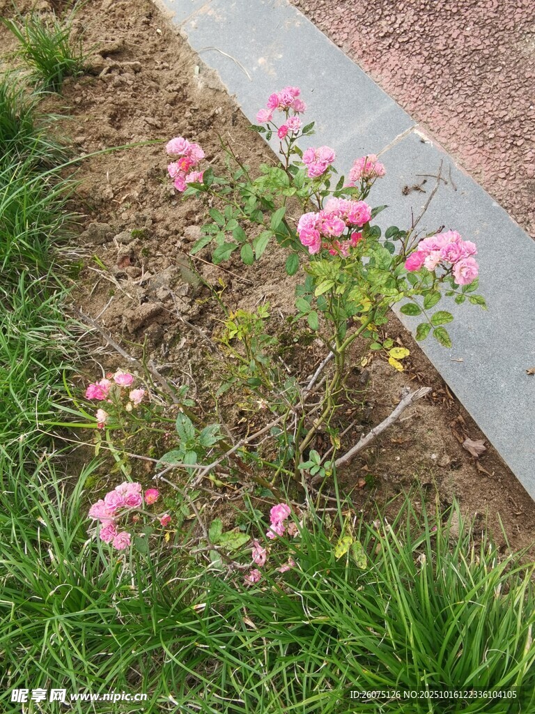 粉色小花绽放于绿草间