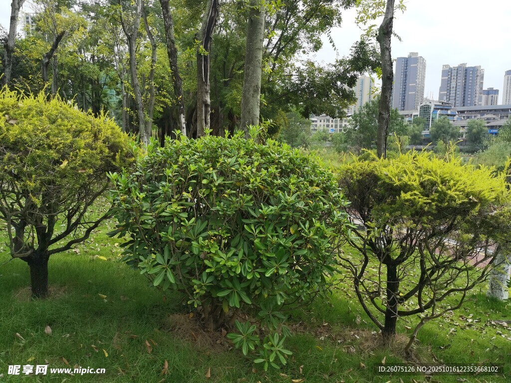城市中的绿意盎然景观