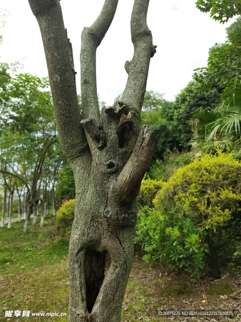 奇特树人造型景观树