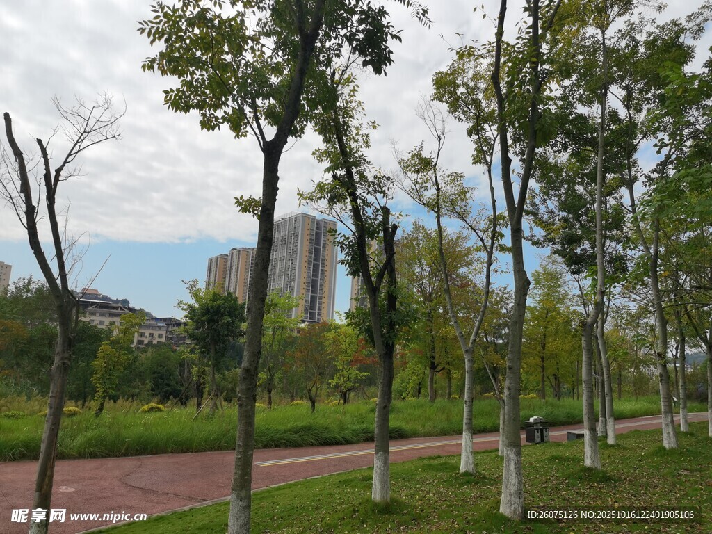 城市中整齐排列的绿树