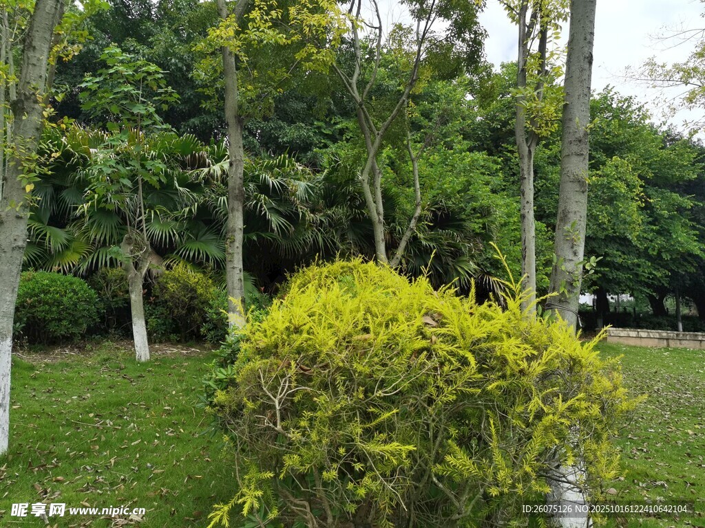 绿意盎然的园林景观