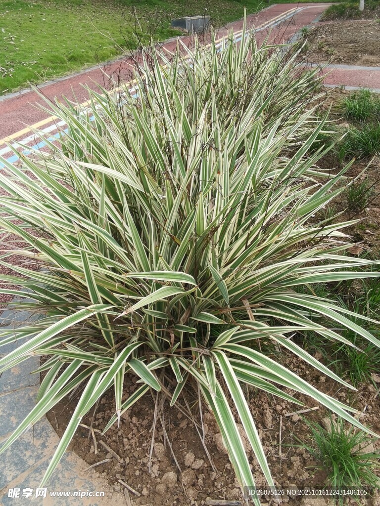 银边草植物景观