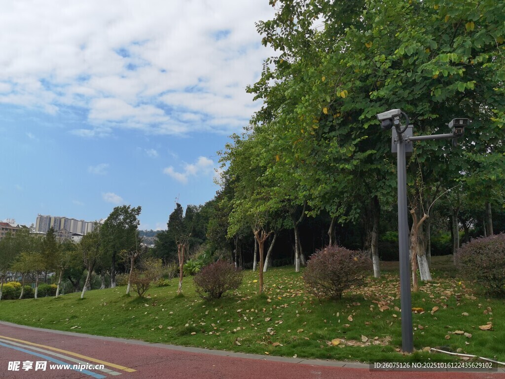 城市林荫道路风景