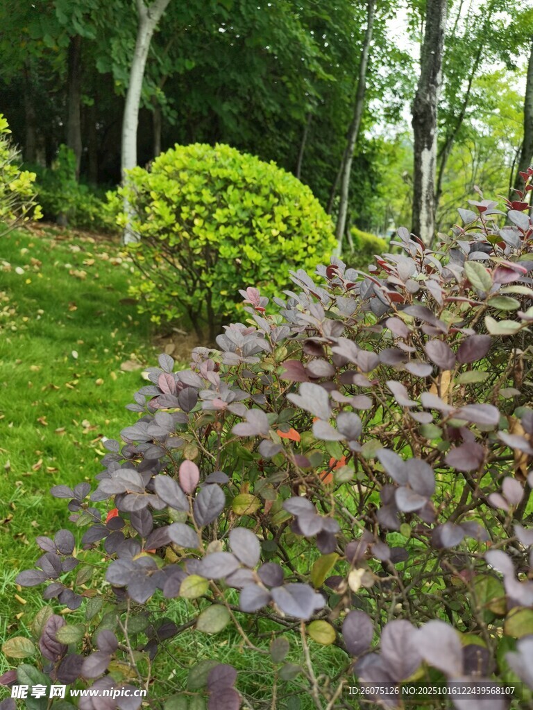 花园中的多彩植物景观