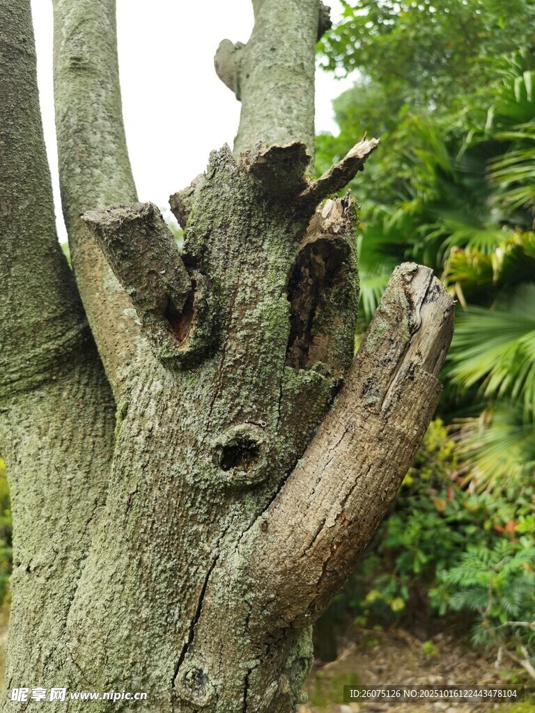 老树树桩特写