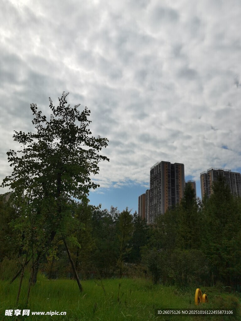 草地树木间的城市天空景观