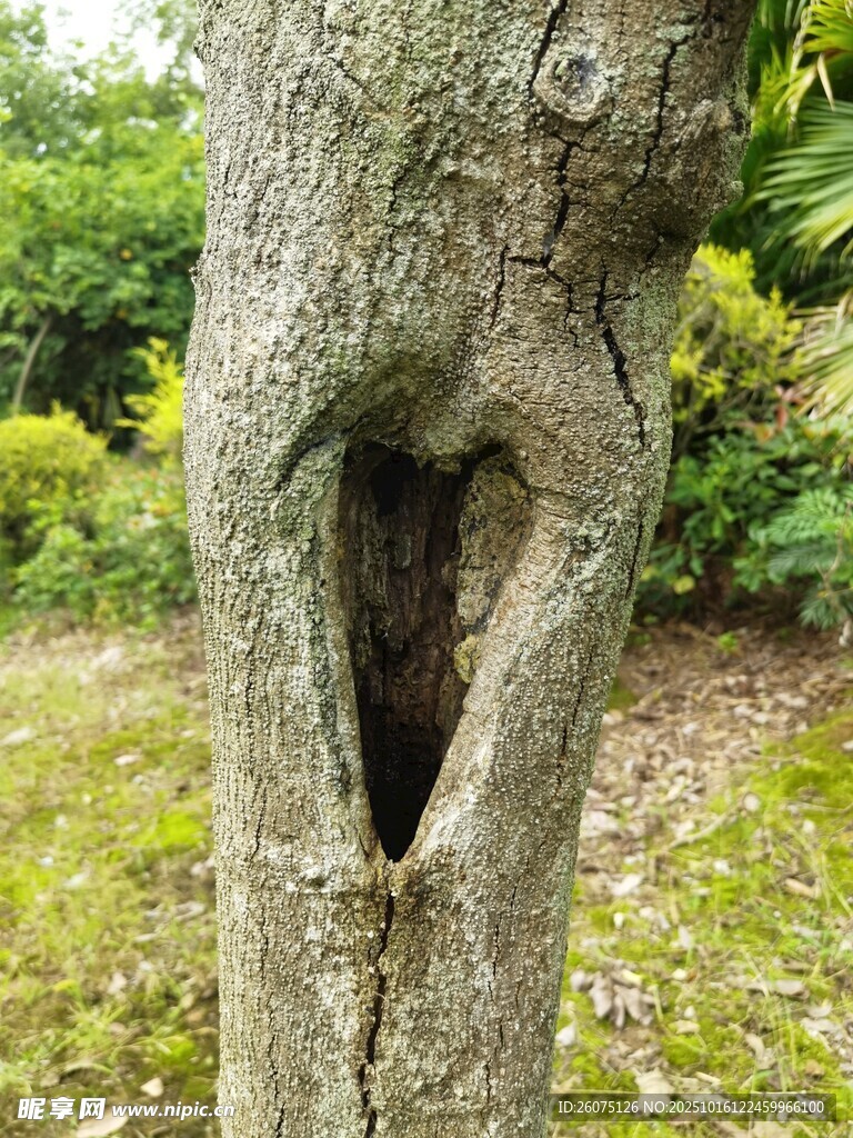 树干奇特孔洞造型