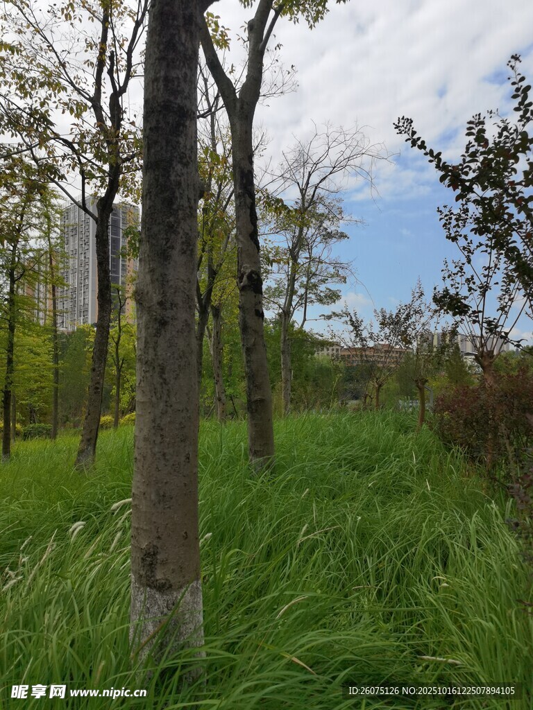 林间草地风光