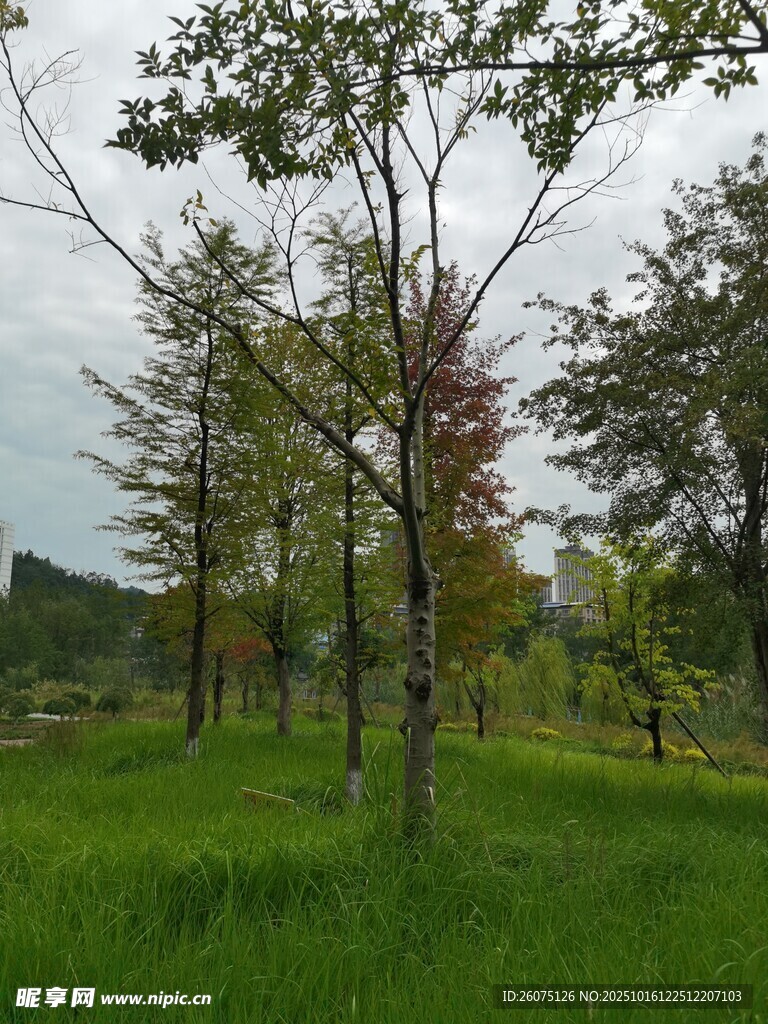 绿意盎然的林间草地