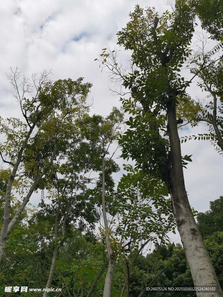 仰视茂密树林中的树木