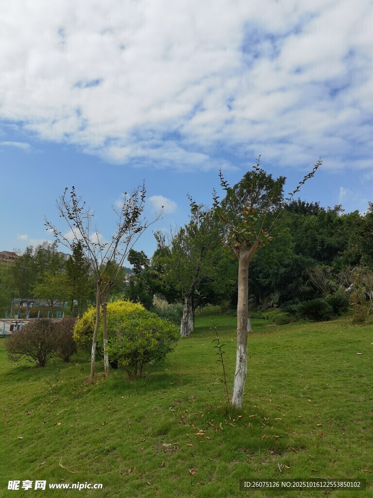 户外绿意盎然的自然景致