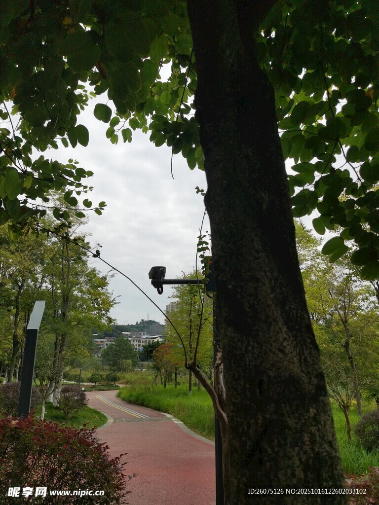 林间红径绿荫相伴