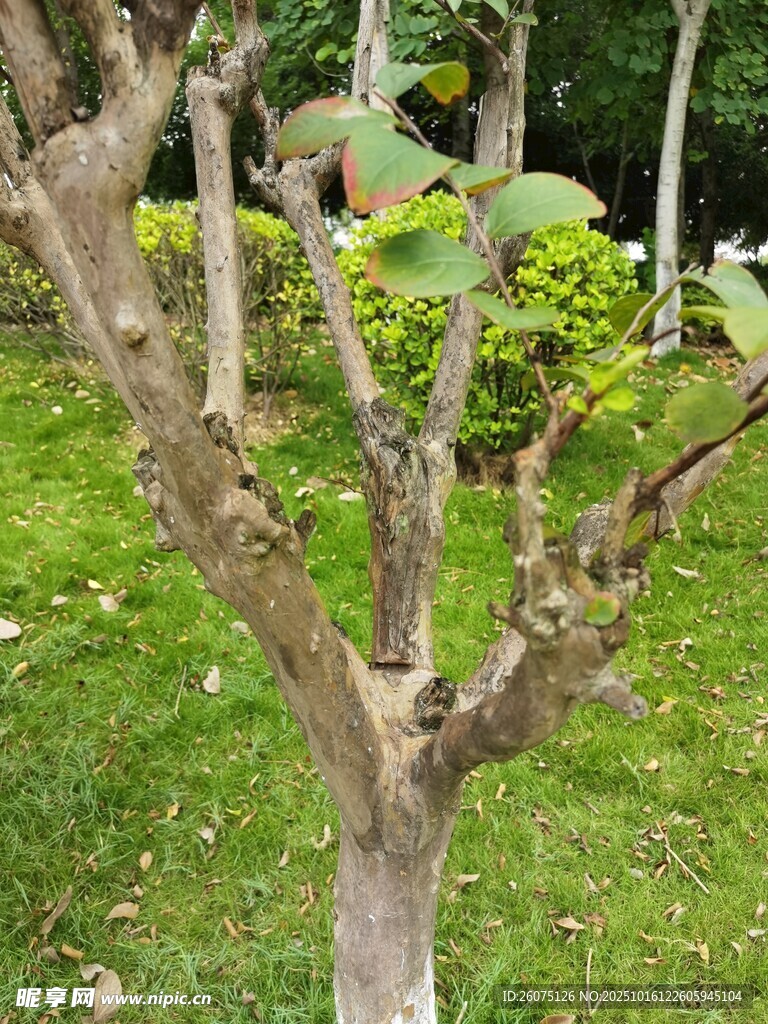 光秃树干立于翠绿草地