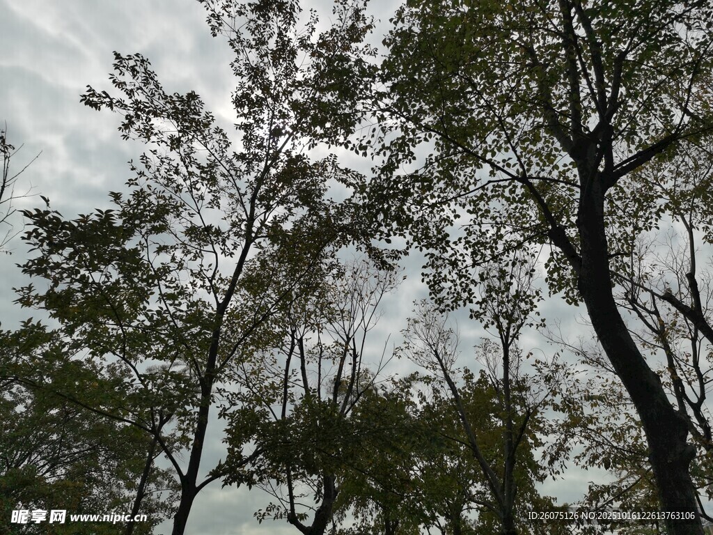 仰视树冠下的斑驳天空