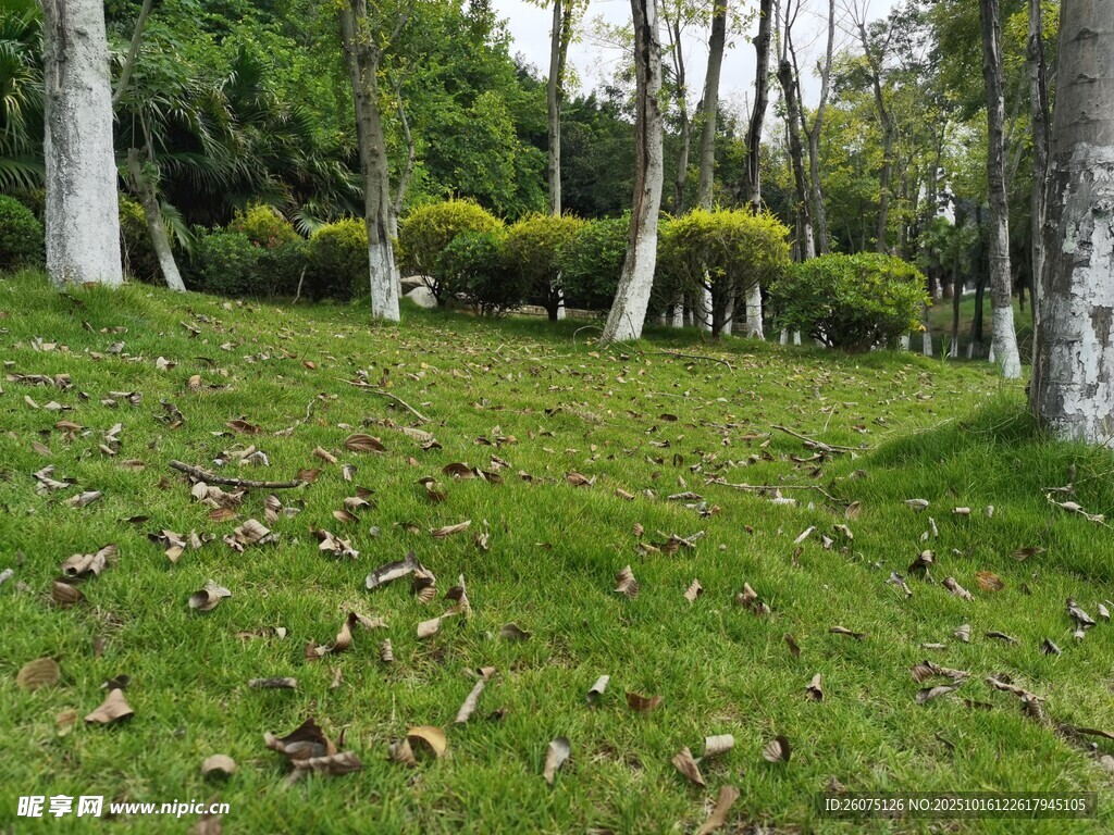 林间草地静谧自然景致