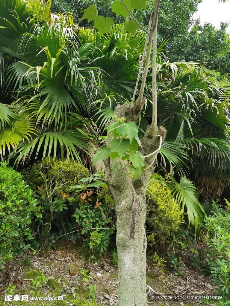 热带植物景观