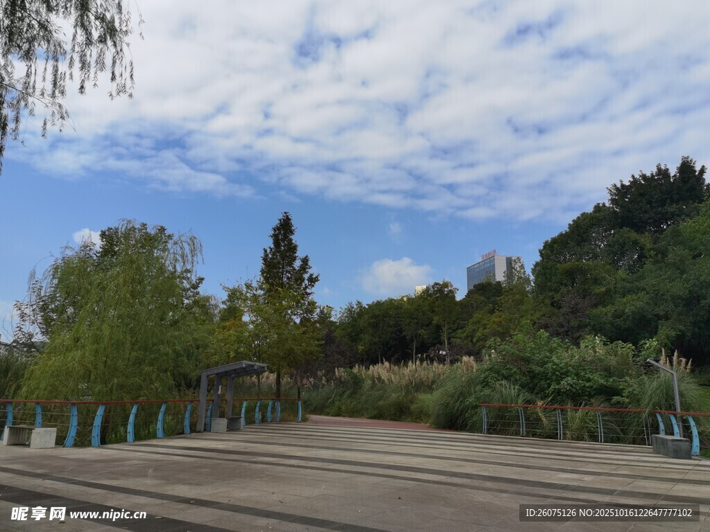 户外开阔道路与葱郁树林