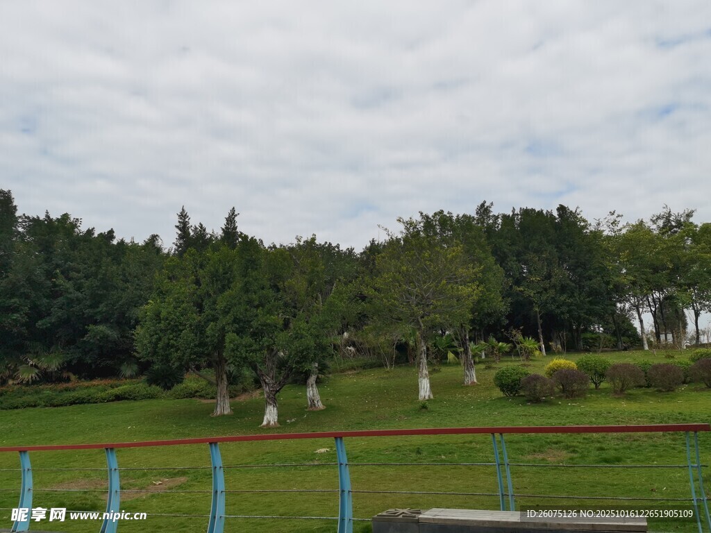 户外绿地与树木风景