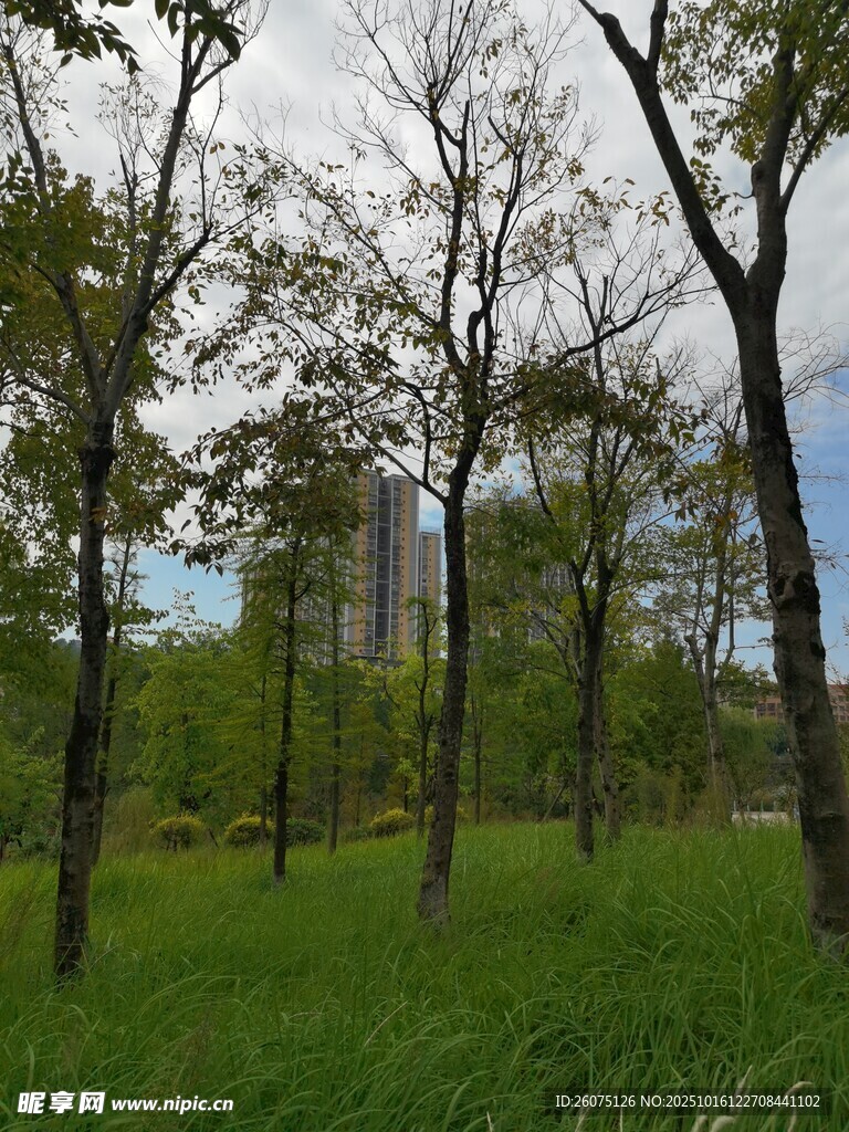 林间草地与远处高楼
