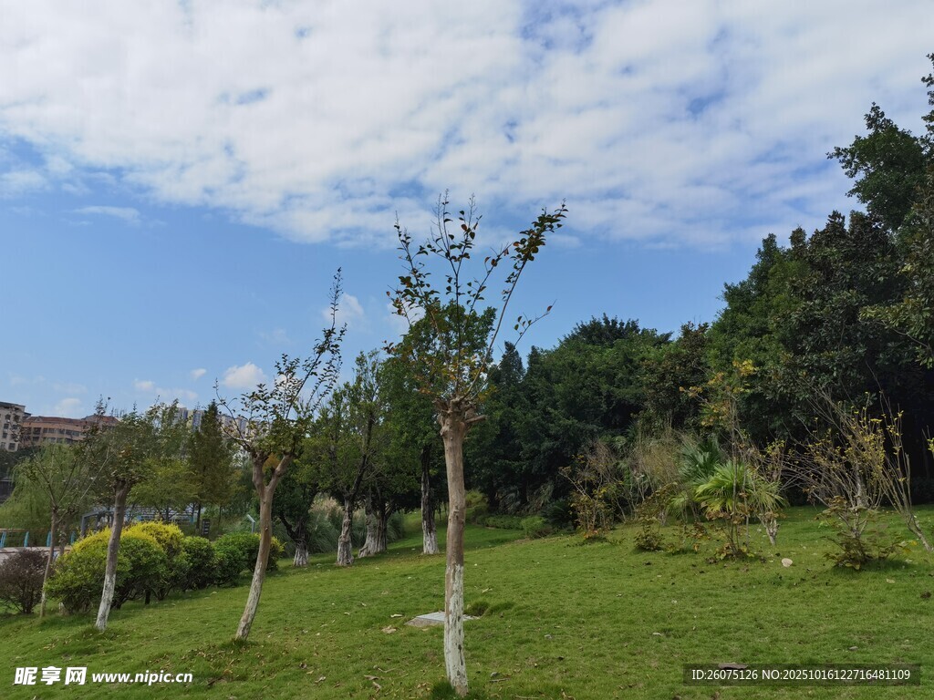 绿意盎然的户外自然风景
