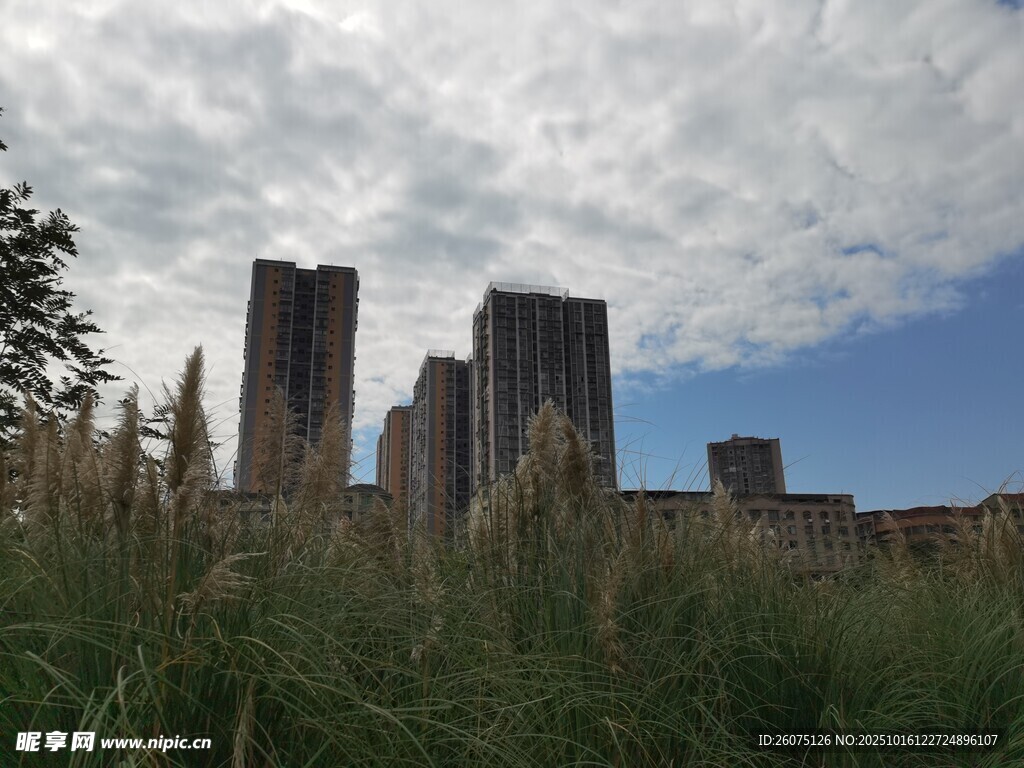 草地后矗立的高楼景观