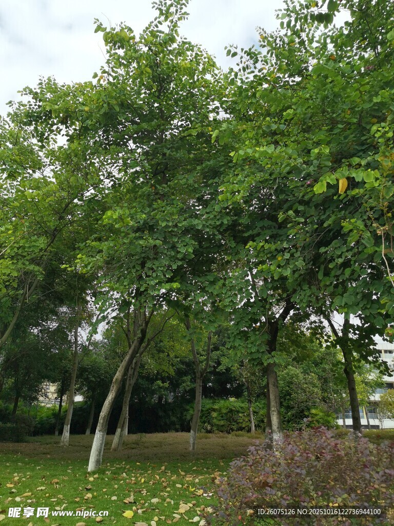 绿意盎然的公园树林景色