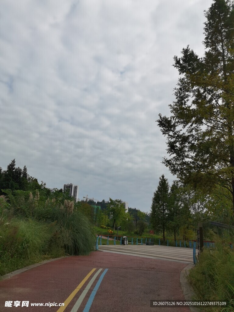阴天的林间道路景色