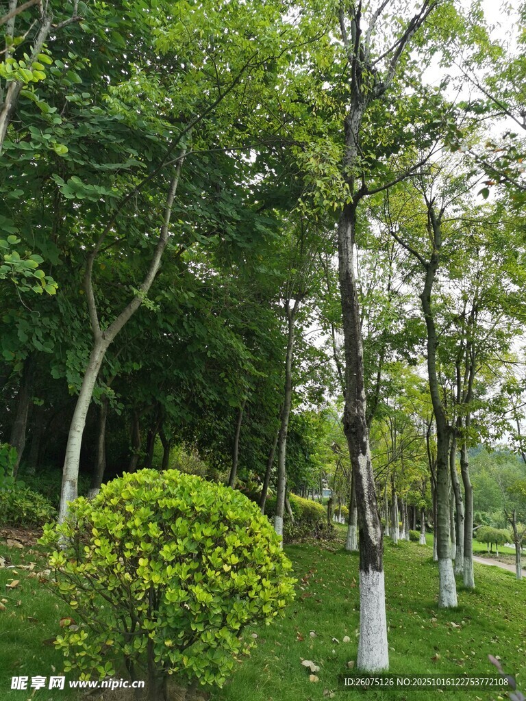 绿意盎然的公园树木景观