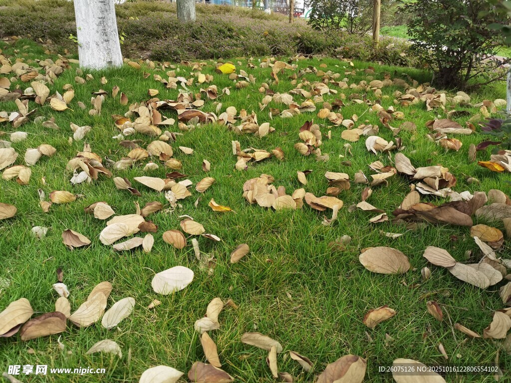 草地散落枯黄落叶景象