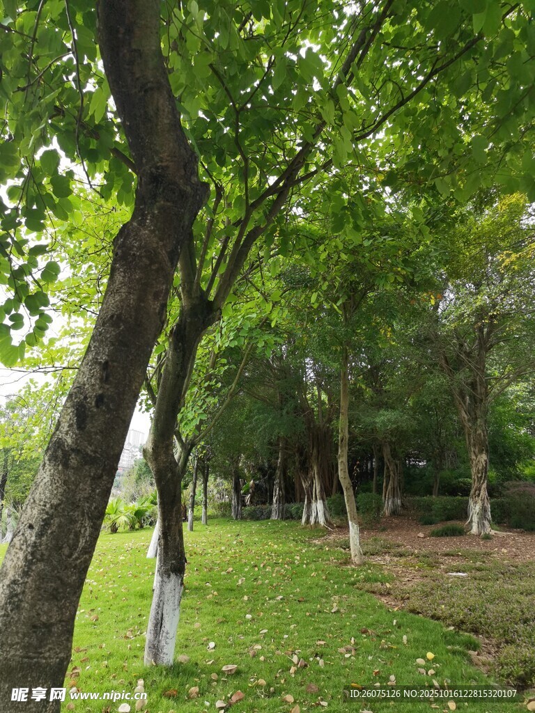 夏日林荫下的清新绿地