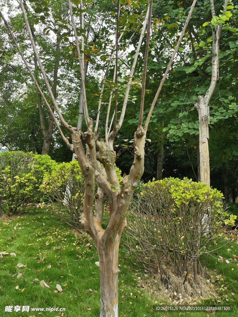园林中的树木与绿植景观