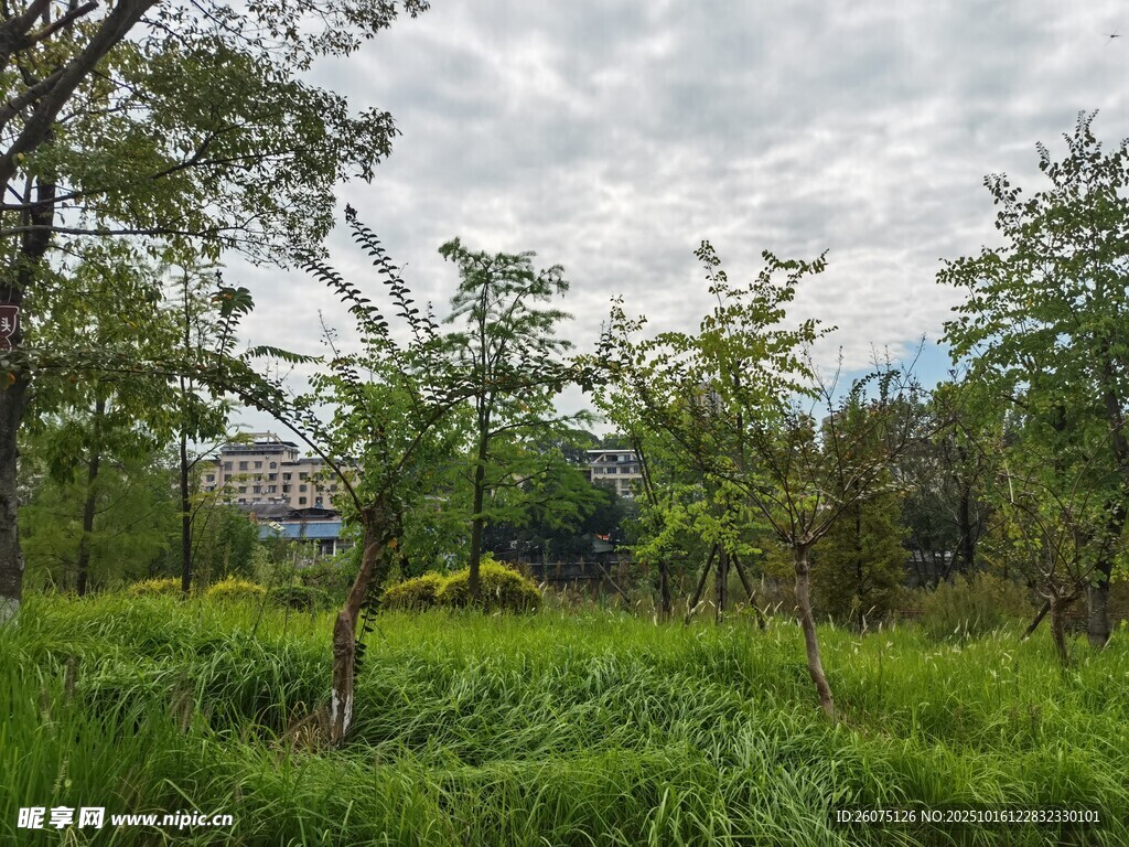 野外绿意盎然的自然景致