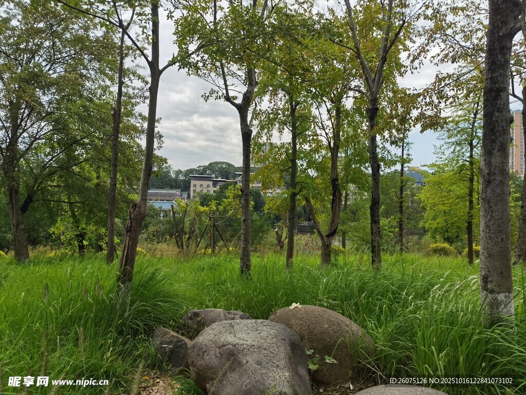 林间草地巨石相伴的自然景