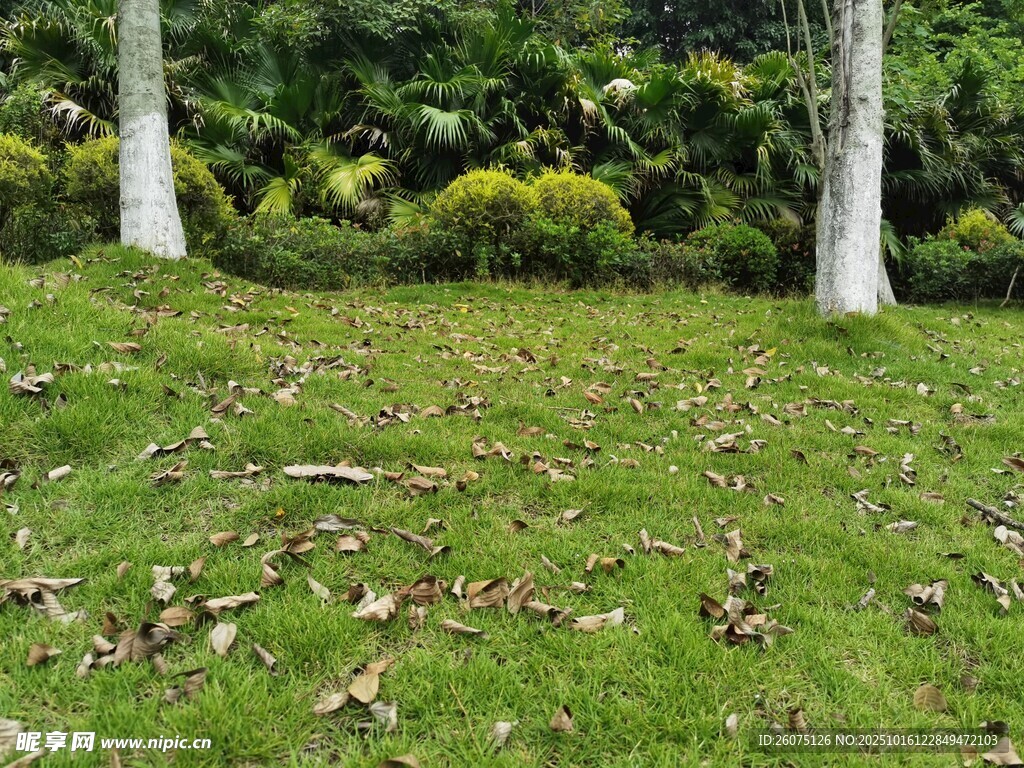 草地落叶与绿植景观