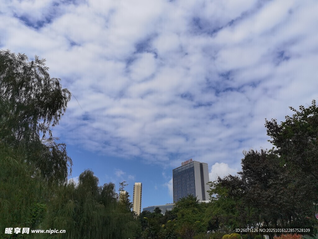 城市中蓝天白云绿树景观