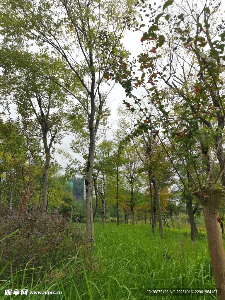 林间绿意盎然的清新景致
