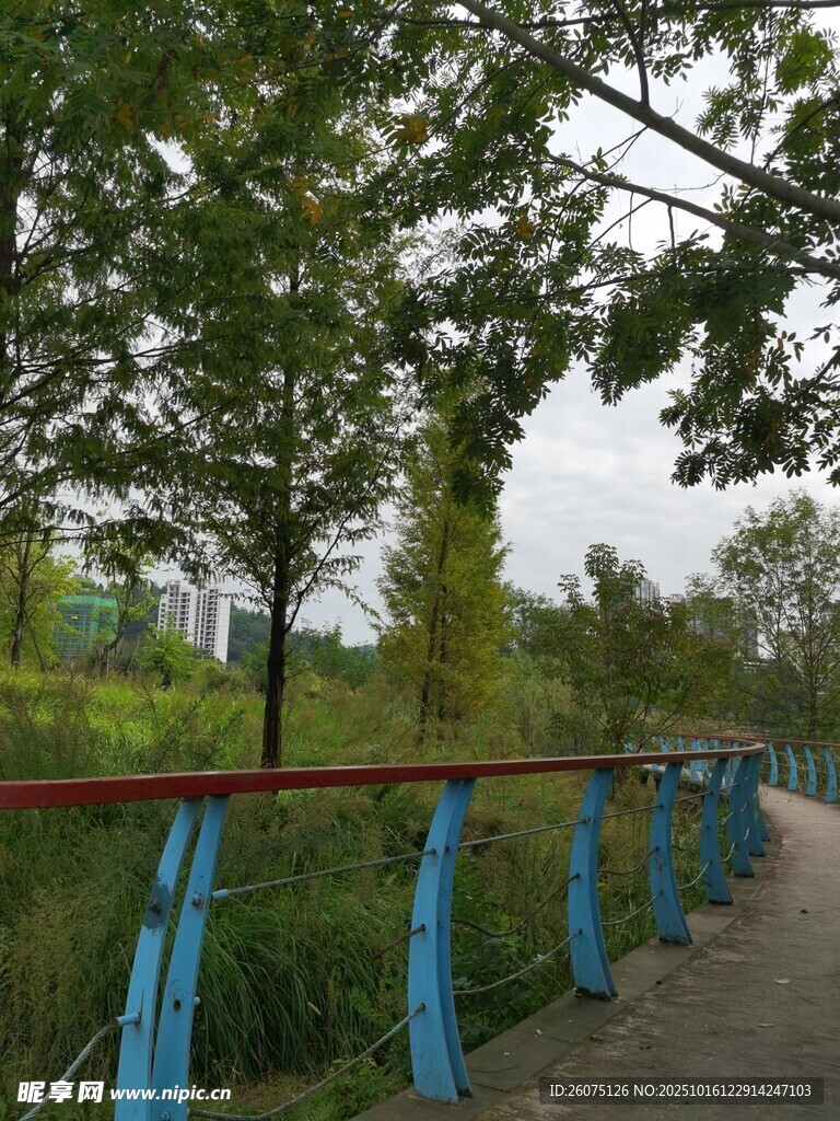 林间蓝栏杆步道风景