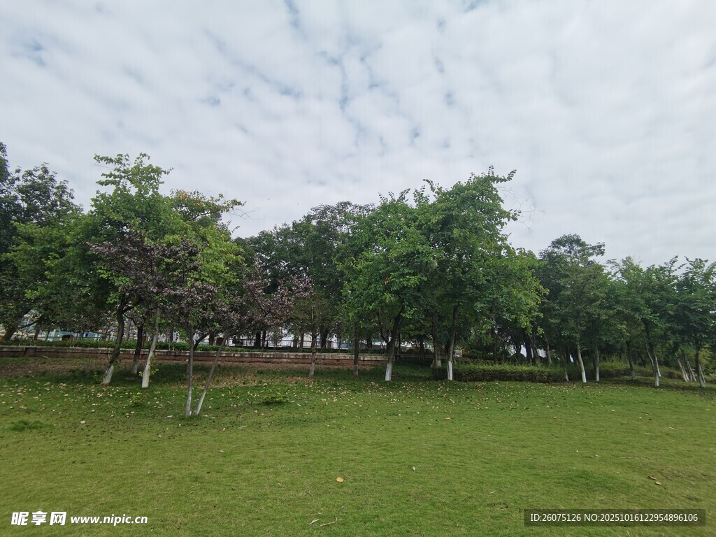 绿意盎然的户外草地景观