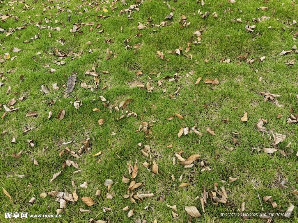 草地上散落的枯黄树叶