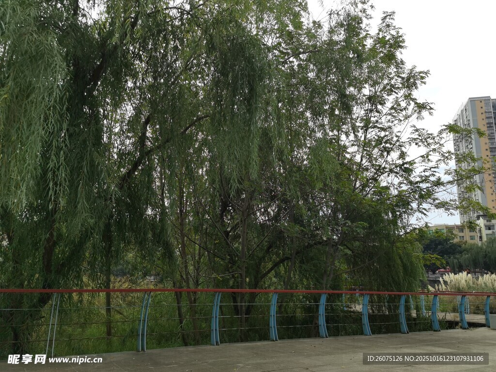 路边垂柳与远处建筑景观