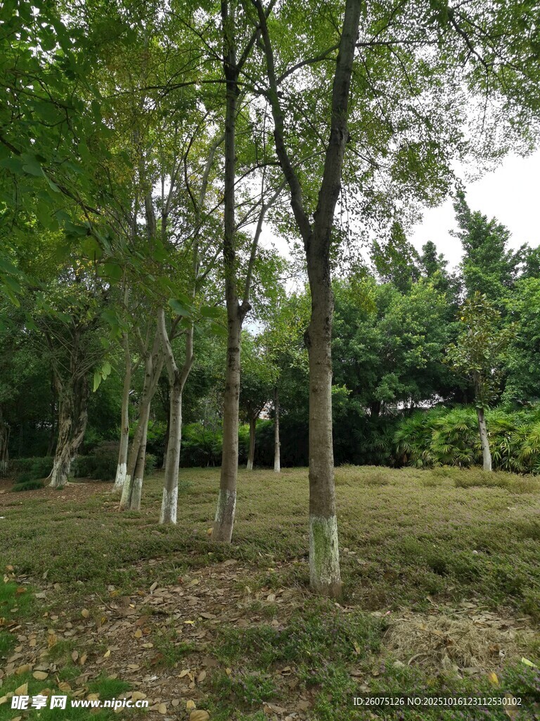林间树木绿意盎然的景致