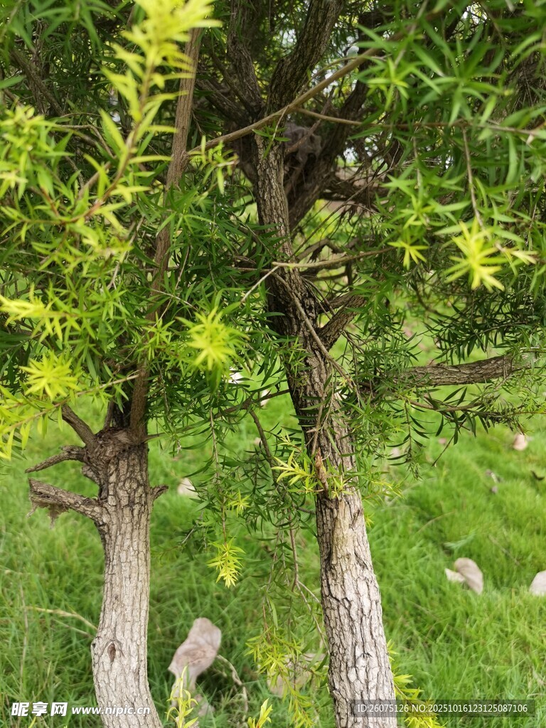 林间翠绿树木生机盎然