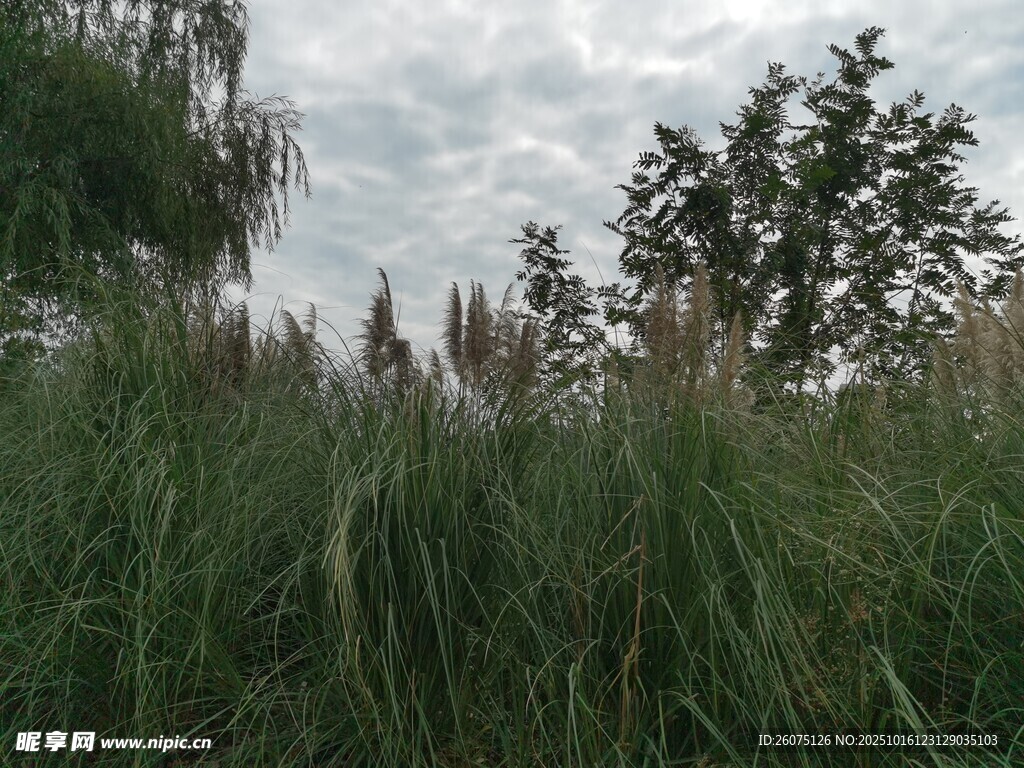 野外葱郁草木风景图