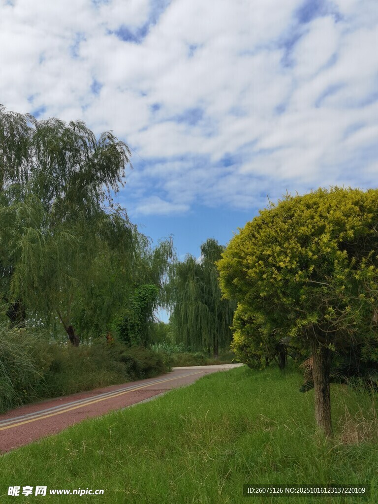 乡间小路旁的葱郁绿植
